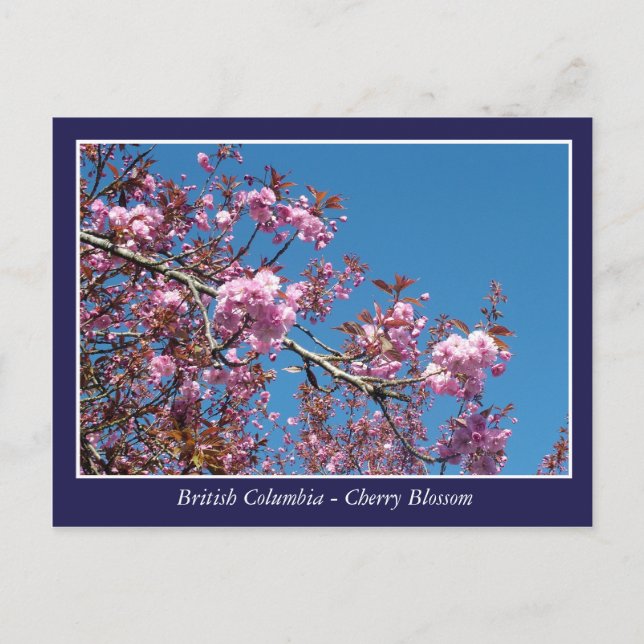 Cartão Postal Cartaz da flor da cereja bonita (Frente)