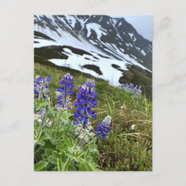Cartão Postal Cartaz da Montanha de Flores Selvagens do Alaska G