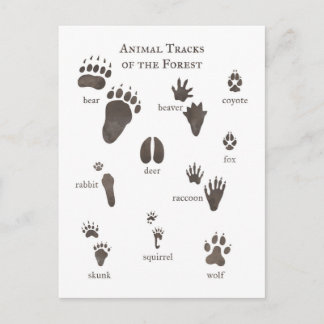 Cartão Postal Cartaz da Natureza - Tachos Animais da Floresta