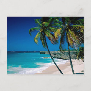 Cartão Postal Cartaz da praia do palmtree do paraíso tropical