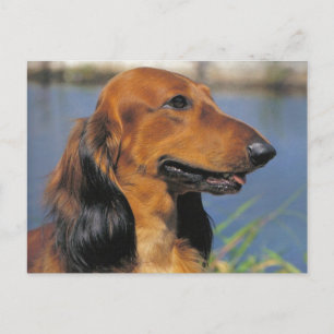 Cartão Postal Cartaz Dachshund de cabelo longo