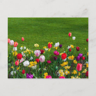 Cartão Postal Cartaz das flores da primavera