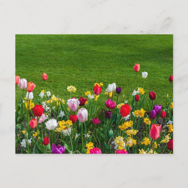 Cartão Postal Cartaz das flores da primavera (Frente)