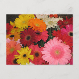 Cartão Postal Cartaz das flores de Gerbera