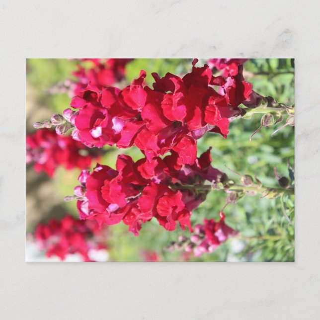 Cartão Postal Cartaz das flores vermelhas (Frente)