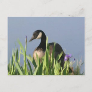 Cartão Postal Cartaz de Arte Animal do Canada Goose Irises