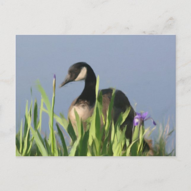 Cartão Postal Cartaz de Arte Animal do Canada Goose Irises (Frente)