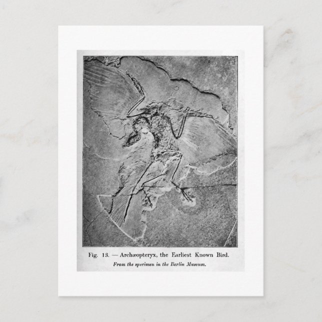 Cartão Postal Cartaz de arte Archaeopteryx (Frente)