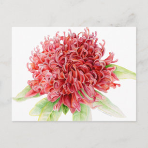 Cartão Postal Cartaz de arte de aquarela botânica Red waratah