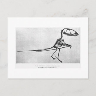 Cartão Postal Cartaz de arte do Dimphodon macronyx