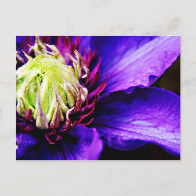Cartão Postal Cartaz de arte floral Bright Purple clematis (Frente)
