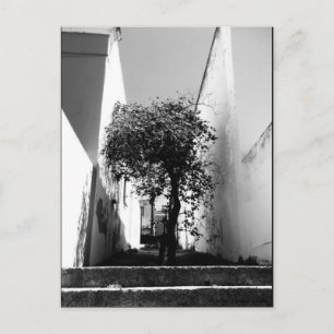 Cartão Postal Cartaz De Arte JTG "Tree In Cape Town"