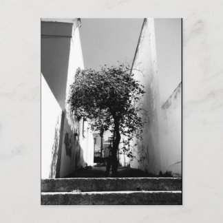 Cartão Postal Cartaz De Arte JTG "Tree In Cape Town"