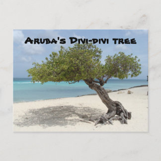 Cartão Postal Cartaz de árvore Divi-divi de Aruba