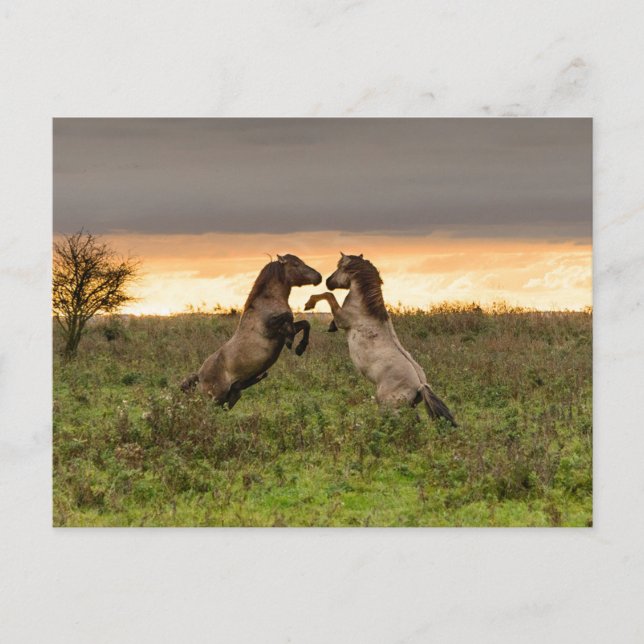 Cartão Postal Cartaz de caça aos cavalos selvagens (Frente)