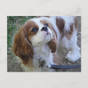 Cartão Postal Cartaz de cachorro bonito do Rei Carlos Cavalier