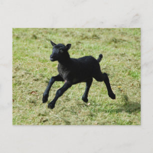 Cartão Postal Cartaz de carneiro de São Gotland
