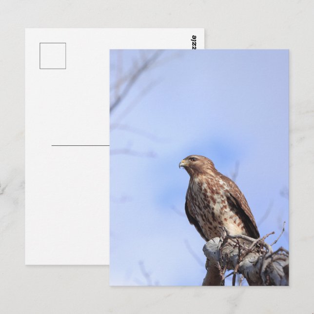 Cartão Postal Cartaz de cartão-postal: falcão vermelho juvenil (Frente/Verso)