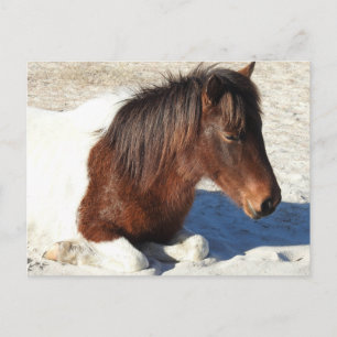 Cartão Postal Cartaz de Cavalo Selvagem, Cartão-postal da Ilha