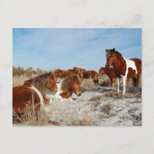 Cartão Postal Cartaz de Cavalo Selvagem, Cartão-postal da Ilha
