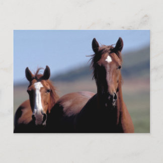 Cartão Postal Cartaz de cavalos selvagens