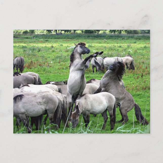 Cartão Postal Cartaz de cavalos selvagens konik (Frente)