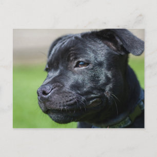 Cartão Postal cartaz de equipe do Condado de bullterrier