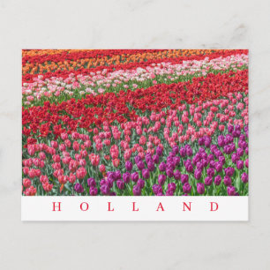Cartão Postal Cartaz de exibição de campos de tulipas holandeses