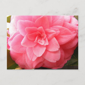 Cartão Postal Cartaz de flores de Camellia