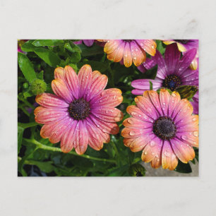 Cartão Postal Cartaz de flores de verão