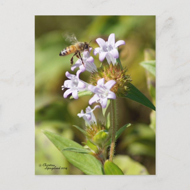 Cartão Postal Cartaz de flores rosa voador de abelhas (Frente)