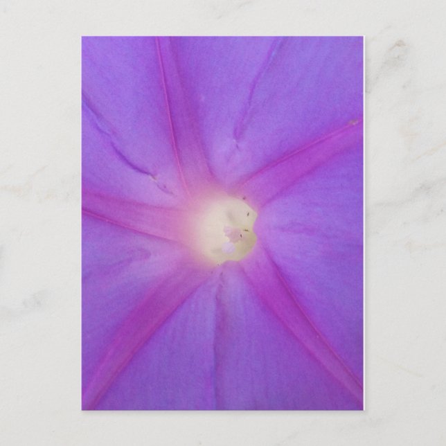 Cartão Postal Cartaz de flores roxas (Frente)