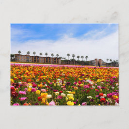 Cartão Postal Cartaz de flores selvagens em Carlsbad