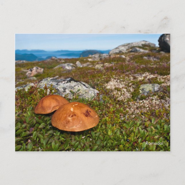 Cartão Postal Cartaz de foto da paisagem de montanha. Noruega (Frente)