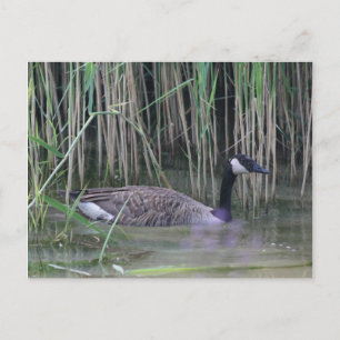 Cartão Postal Cartaz de Foto sobre a Natureza de Ganso do Canad