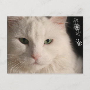 Cartão Postal Cartaz de gato branco de cabelo longo