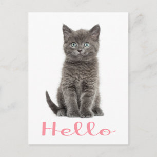 Cartão Postal Cartaz de gato e Cinza bonitinho