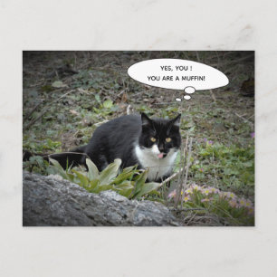 Cartão Postal Cartaz de gato engraçado