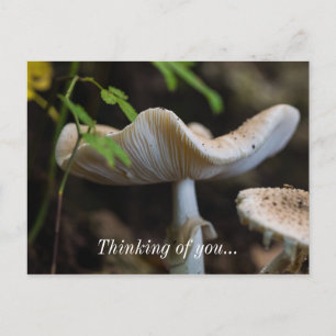 Cartão Postal Cartaz De Guarda-Chuva De Toadstool Pensando Em Vo