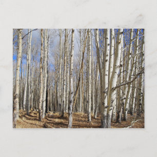 Cartão Postal Cartaz de inverno em Árvores de Aspen
