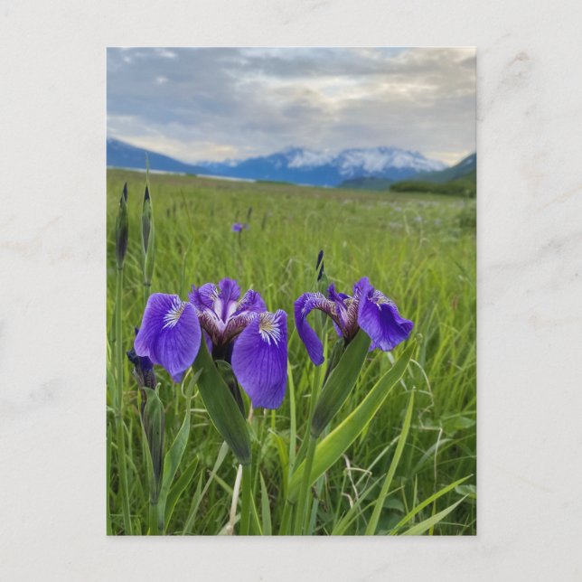Cartão Postal Cartaz de Montanha Botânica de Flor Roxo do Alaska (Frente)