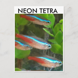 Cartão Postal Cartaz de Neon Tetra
