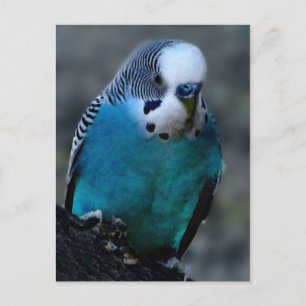 Cartão Postal Cartaz de periquito azul