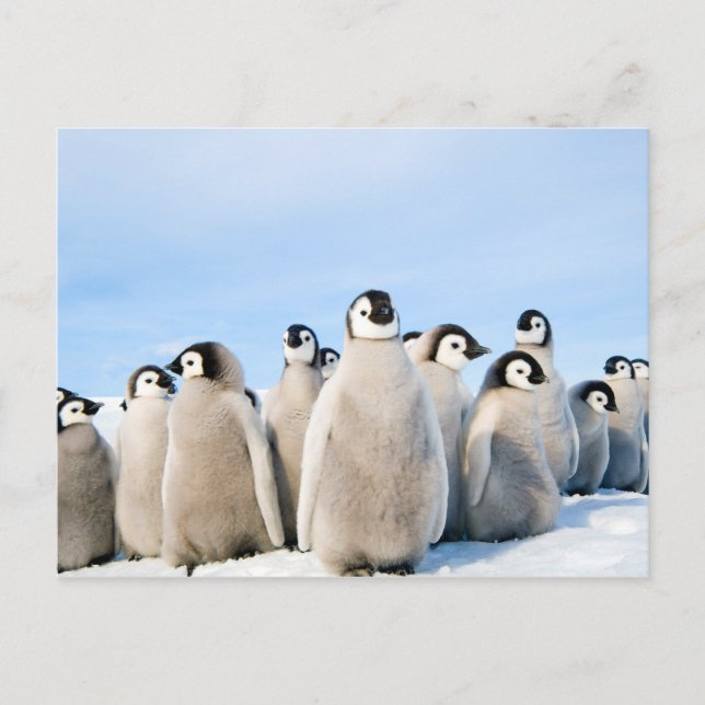 Cartão Postal Cartaz de Pintinhos Imperador Penguin (Frente)