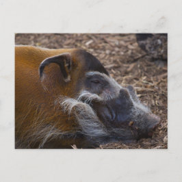 Cartão Postal Cartaz de porco vietnamita