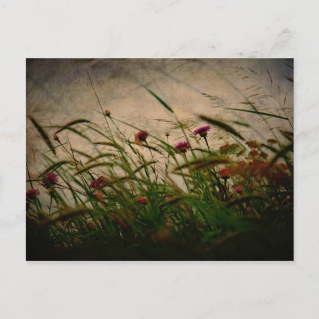 Cartão Postal Cartaz de primavera Breeze (Frente)