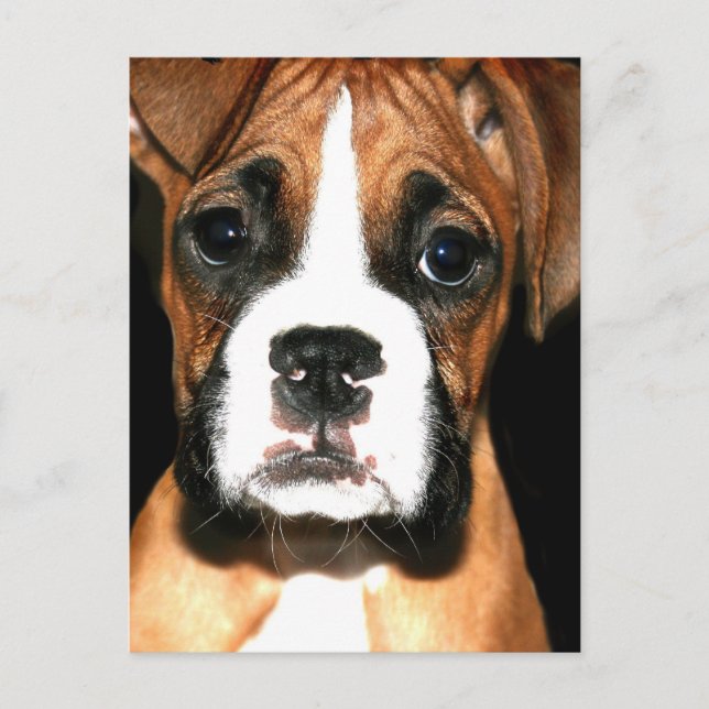 Cartão Postal Cartaz de pup boxer (Frente)