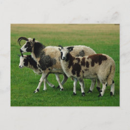 Cartão Postal Cartaz de quatro ovelhas de chifre
