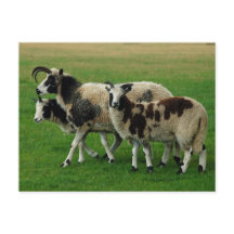 Cartaz de quatro ovelhas de chifre