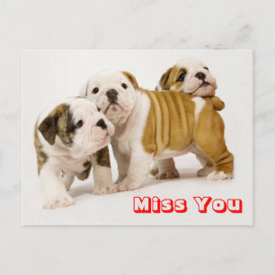 Cartão Postal Cartaz de saudação de cachorro-rapado